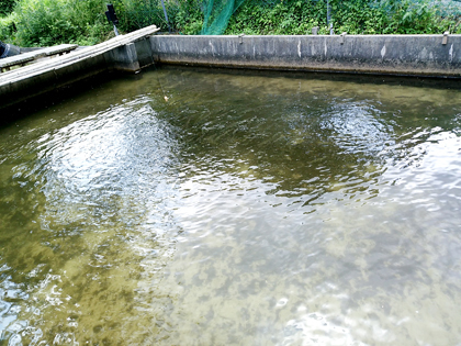 鳥栖自然の森の釣り堀 佐賀 ブラブラ 散歩